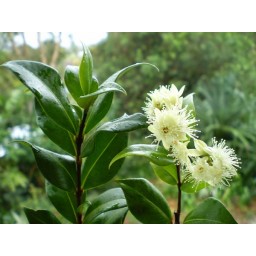 BACKHOUSIA myrtifolia